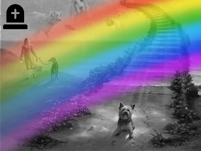 Keď váš maznáčik odíde za dúhový most Keď váš maznáčik odíde za dúhový most