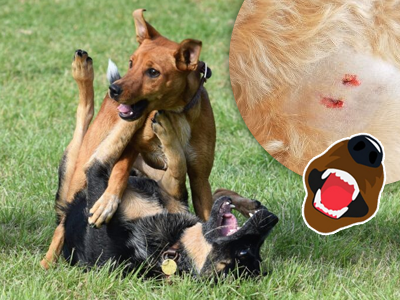 Kúsne rany a ich nebezpečenstvo Kúsne rany a ich nebezpečenstvo