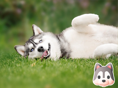 Sibírsky husky alebo chováme doma saňového psa Sibírsky husky alebo chováme doma saňového psa
