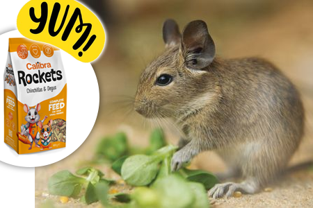 Správame osmáka degu Správame osmáka degu