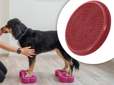 Fyzioterapia u zvierat? Isteže áno! Fyzioterapia u zvierat? Isteže áno!